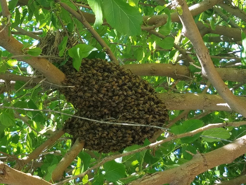 BeeSwarm